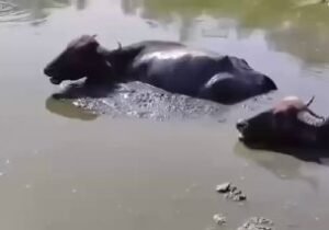 بالفيديو المتداولتسجيل حالات نفوق بسبب الجفاف هور ابو خصاف قضاء الكحلاء ميسان…