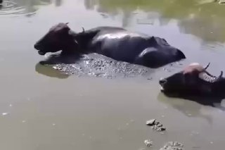 بالفيديو المتداولتسجيل حالات نفوق بسبب الجفاف هور ابو خصاف قضاء الكحلاء ميسان…