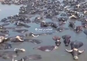 مؤلمالجفاف الحاد يهدد بنفوق جواميس الأهوار العراقية، بسبب قلة الاطلاقات التركية …