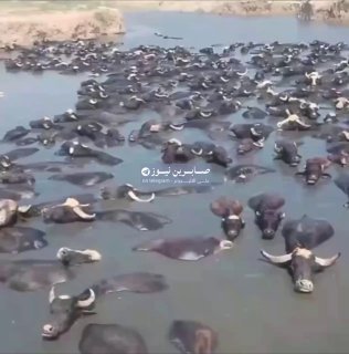 مؤلمالجفاف الحاد يهدد بنفوق جواميس الأهوار العراقية، بسبب قلة الاطلاقات التركية …