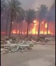 بالفيديو حريق يلتهم بساتين واسعة في منطقة الدورة بالعاصمة بغداد تصاعد عمود الدخا…