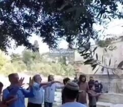 فلسطين المحتلة لأول مرة ،،، أداء صلاة بَرَكة الكهنة داخل أسوار المسجد الأقصى…