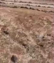 لحظة فرار عصابات الجولاني اثر عدوان صهيوني بغارة تحذيرية على ريف السويداء. طيران…