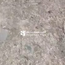 سوري في ظل حكم عصابات الجولاني الارهابية تواصل الاشتباكات منذ ساعات في حي المقوس…